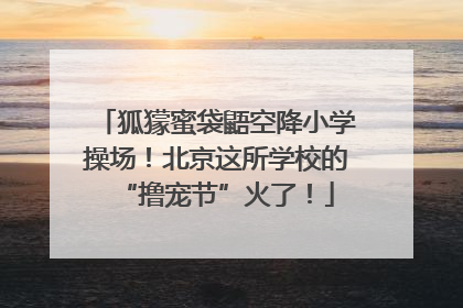 狐獴蜜袋鼯空降小学操场！北京这所学校的“撸宠节”火了！