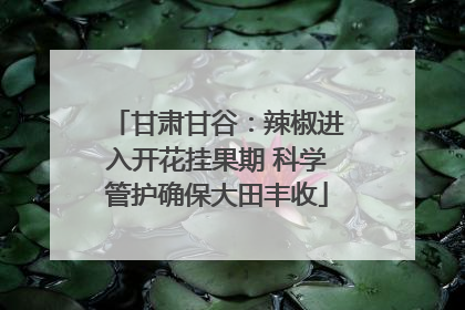甘肃甘谷：辣椒进入开花挂果期 科学管护确保大田丰收
