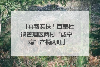 真帮实扶！百里杜鹃管理区两村“威宁鸡”产销两旺