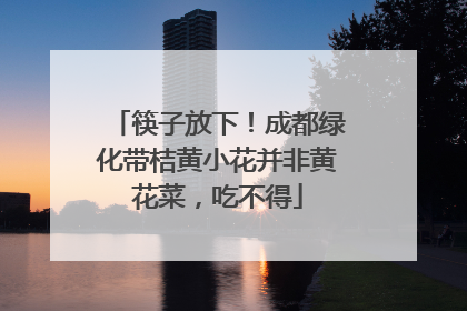 筷子放下！成都绿化带桔黄小花并非黄花菜，吃不得