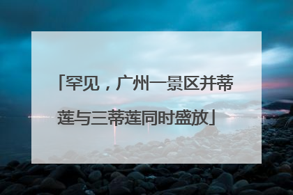 罕见，广州一景区并蒂莲与三蒂莲同时盛放