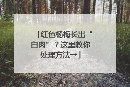 红色杨梅长出“白肉”？这里教你处理方法→