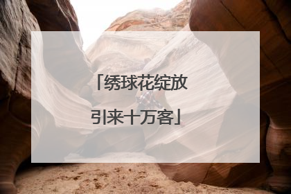 绣球花绽放 引来十万客