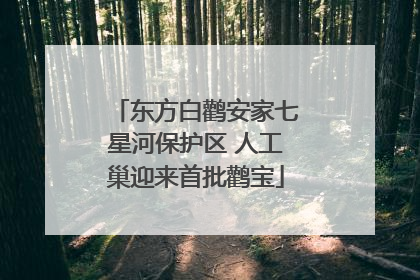 东方白鹳安家七星河保护区 人工巢迎来首批鹳宝