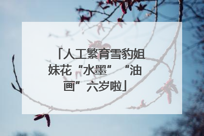 人工繁育雪豹姐妹花“水墨”“油画”六岁啦
