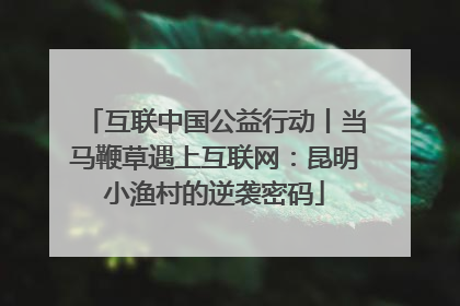 互联中国公益行动丨当马鞭草遇上互联网：昆明小渔村的逆袭密码