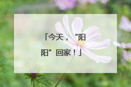 今天，“阳阳”回家！