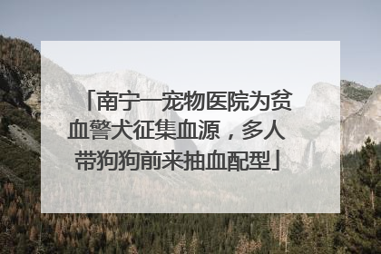 南宁一宠物医院为贫血警犬征集血源，多人带狗狗前来抽血配型