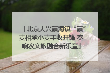 北京大兴瀛海镇“瀛”麦相承小麦丰收开镰 奏响农文旅融合新乐章
