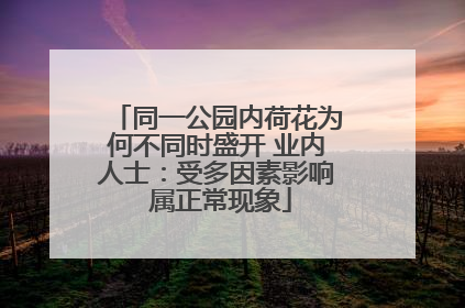 同一公园内荷花为何不同时盛开 业内人士：受多因素影响 属正常现象