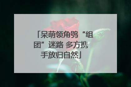 呆萌领角鸮“组团”迷路 多方携手放归自然