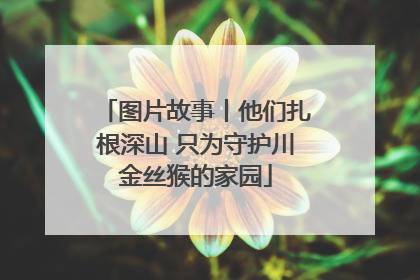 图片故事丨他们扎根深山 只为守护川金丝猴的家园