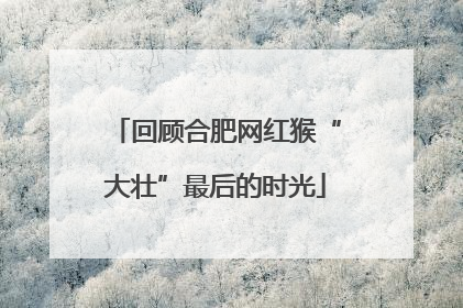 回顾合肥网红猴“大壮”最后的时光