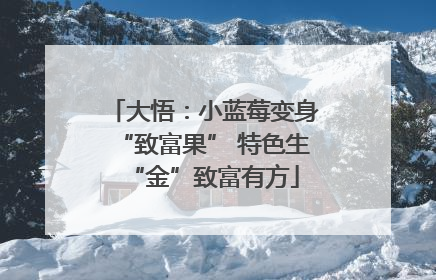 大悟：小蓝莓变身“致富果” 特色生“金”致富有方