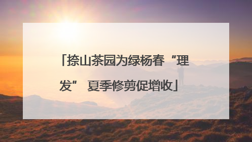 捺山茶园为绿杨春“理发” 夏季修剪促增收