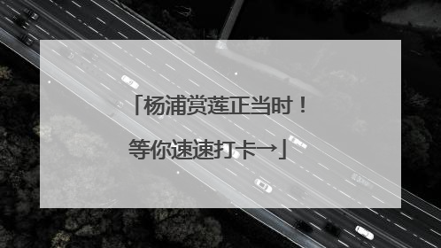 杨浦赏莲正当时！等你速速打卡→