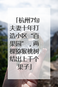杭州7旬夫妻十年打造小区“百果园”，两棵猕猴桃树结出上千个果子