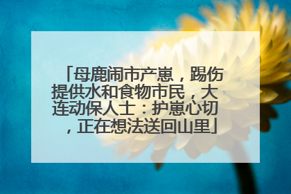 母鹿闹市产崽，踢伤提供水和食物市民，大连动保人士：护崽心切，正在想法送回山里