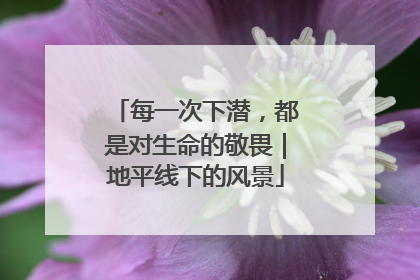每一次下潜，都是对生命的敬畏｜地平线下的风景
