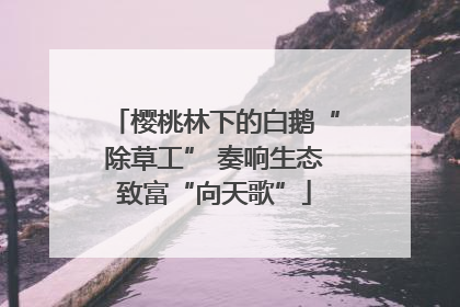 樱桃林下的白鹅“除草工” 奏响生态致富“向天歌”