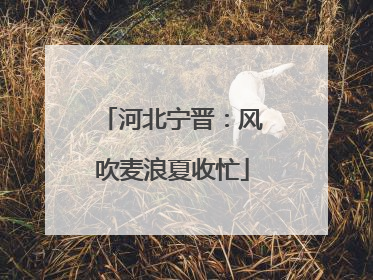 河北宁晋：风吹麦浪夏收忙