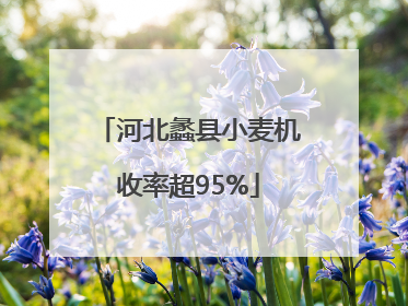 河北蠡县小麦机收率超95%