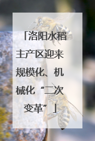 洛阳水稻主产区迎来规模化、机械化“二次变革”