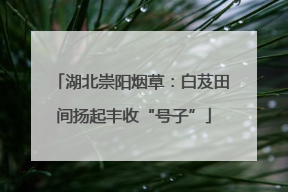 湖北崇阳烟草：白芨田间扬起丰收“号子”
