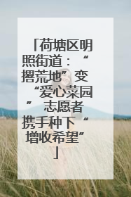 荷塘区明照街道：“撂荒地”变“爱心菜园” 志愿者携手种下“增收希望”