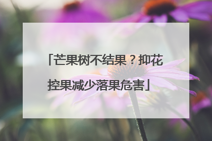 芒果树不结果？抑花控果减少落果危害