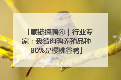 顺链探鸭④｜行业专家：我省肉鸭养殖品种80%是樱桃谷鸭
