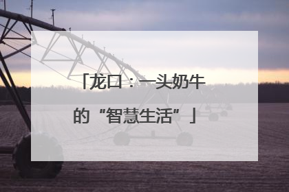 龙口：一头奶牛的“智慧生活”