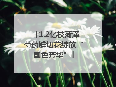 1.2亿枝菏泽芍药鲜切花绽放“国色芳华”