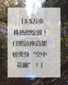 3.5万余株热烈绽放！日照这座高架桥变身“空中花廊”！